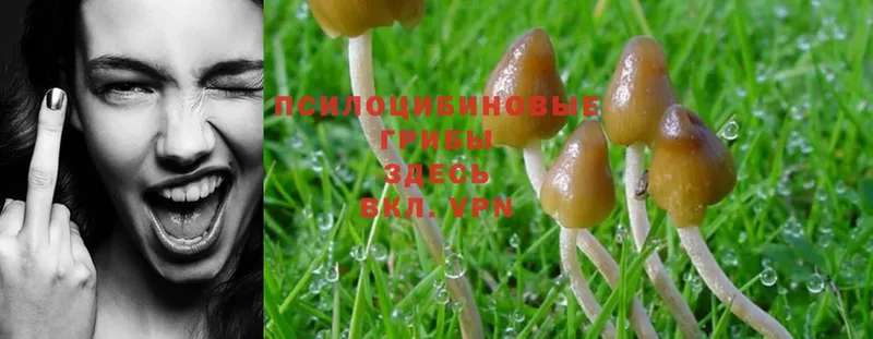 Псилоцибиновые грибы Magic Shrooms  kraken вход  Казань  купить  цена 